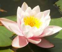 /album/foto-tsvetochnyj-mir/svadba-oli-i-andreya-190-jpg/